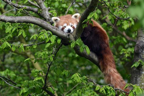 Red Panda Kleine Panda Of Rode Panda Ailurus Fulgens Die Flickr
