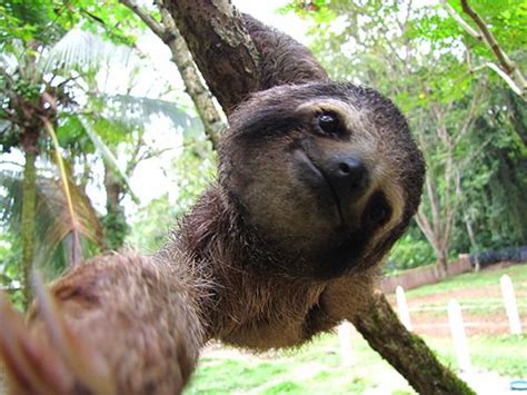 Cool Animals Pictures Sloth Rare And Different South American Mammal