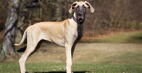 Great Dane Dog Breed Information - The Ultimate Guide | Breed Advisor