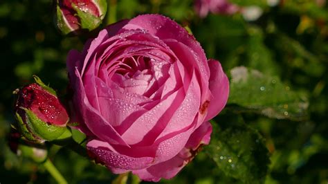 Gambar Menanam Daun Bunga Berwarna Merah Muda Flora Mawar Merah