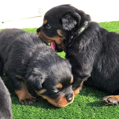 Rottweiler puppies for adoption Offer