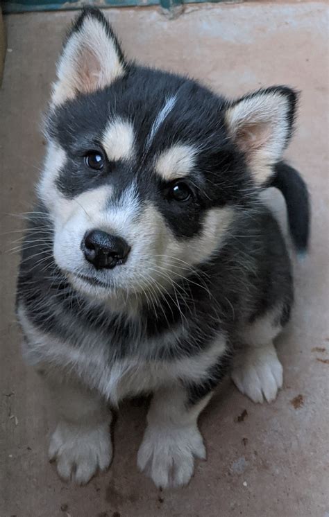 Siberian Husky Puppies For Sale Snowflake Az 327876