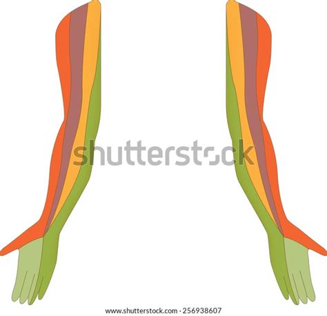 Dermatome Map Upper Limb Isolated Stock Vector Royalty Free Shutterstock