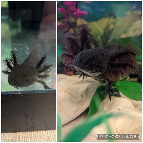 Should I Get A Second Axolotl 40breeder Heavily Filtered Lots Of Ghost