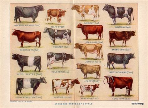 1912 Chart Of Standard Breeds Of Cattle Bevy Of Bovine By Sandmarg