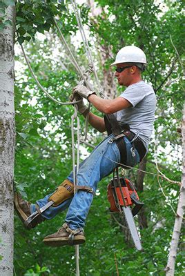 For those who want to become a certified arborist, the international society of arboriculture (isa) certification is a worthwhile step. Certified Arborist Boerne, TX - Boerne Tree Service Pros