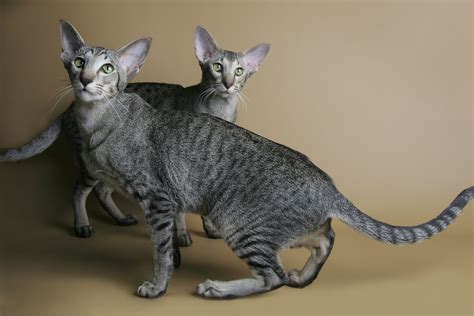 Oriental Shorthair — Full Profile History And Care