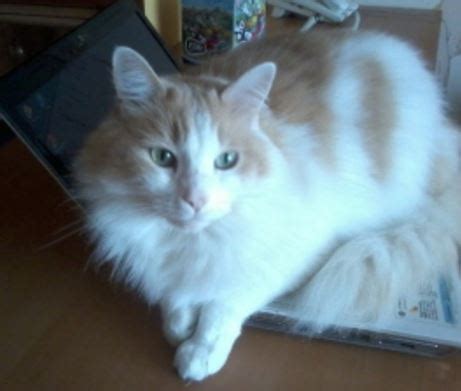 Cats & kittens for adoption. Handsome Henry - Luscious Maine Coon Mix Seeks Loving Home ...
