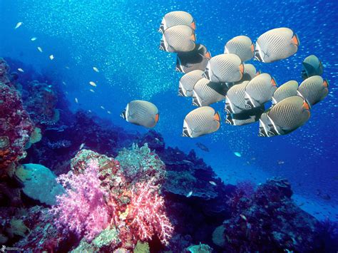 Hd Ocean Sea Nature Underwater Tropical Reef Coral Desktop