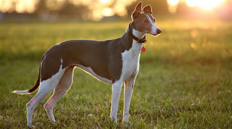 greyhound pet health insurance tips