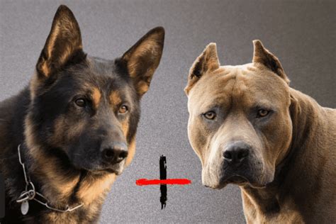 The Pitbull And German Shepherd Mix A Comprehensive Guide To The