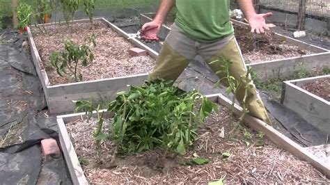 Saving Pepper Plants Through Winter In Texas Youtube