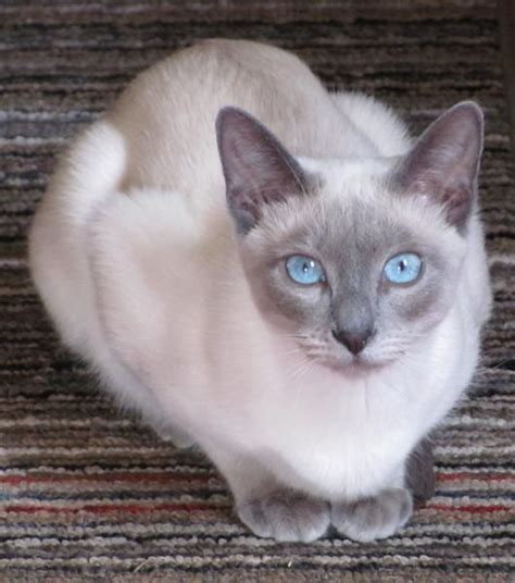 How Much Is A Lilac Point Siamese Cat British Shorthair