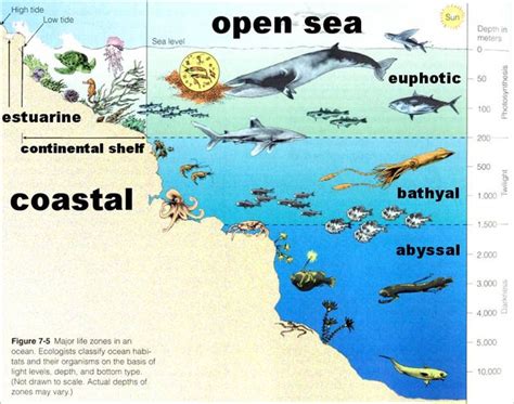 Mr Taylors 6th Grade Science Page Unit A Chapter 4 Lesson 5 Ocean