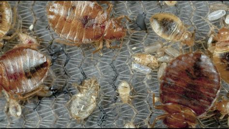 How To Prevent Bed Bugs Logan Pest Management