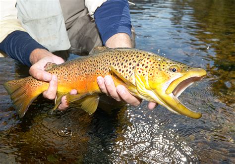 Trout Of North America The Complete Guide