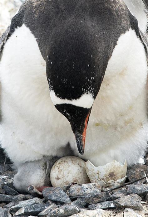 Gentoo Baby Penguins Christopher Michel Flickr