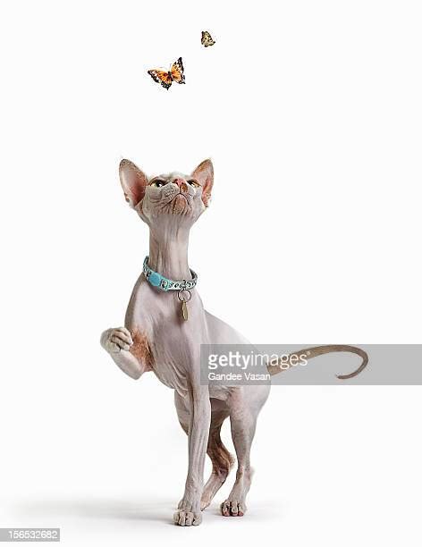 猫 飛ぶ ストックフォトと画像 Getty Images