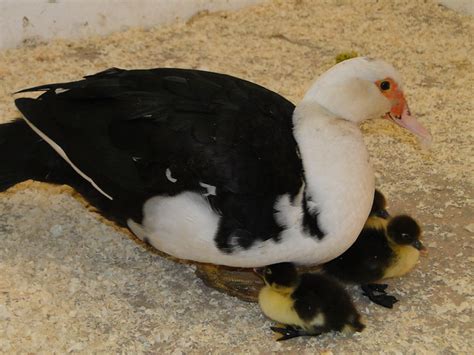 Muscovy Duck With Babies Flickr Photo Sharing