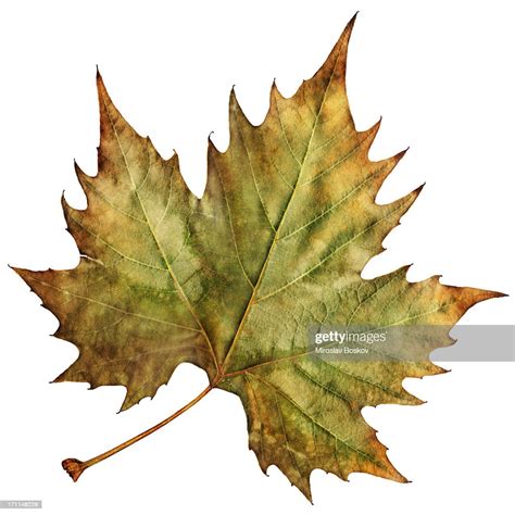 High Resolution Isolated Autumn Dry Maple Leaf High Res Stock Photo