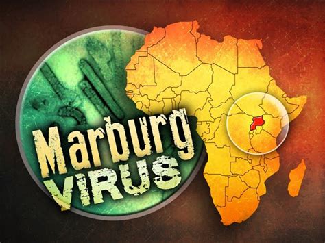 Marburg virus is one of 2 viruses belonging to the filovirus family. Febre Hemorrágica de Marburg : História , reservatório ...
