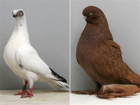 Budapest Short Faced Pigeon And English Long Faced Piegon
