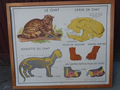 Ecole Fmr Affiches Scolaires Le Chat Et Le Singe Ancienne Affiche Scolaire Les Animaux