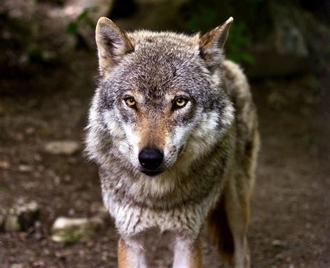 Ethiopian wolves, red wolves and gray wolves. Rick Lamplugh: How Wolves Communicate. Part 3: Sight and Touch