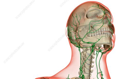 The Lymph Supply Of The Head And Neck Stock Image F
