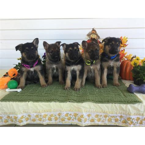 Usda licensed commercial breeders account for less than 20% of all breeders in the country. 10 weeks old German shepherd puppies for sale in nc in Boonville, North Carolina - Puppies for ...