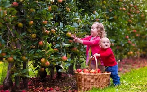 Pick Your Own Fruit Blue Mountains And Beyond Discover These 11 Farms