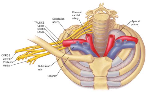 The right rib cage protects several vital organs such as intestine, pancreas, kidneys, gallbladder, liver, and spleen. Thoracic outlet syndrome - Images | BMJ Best Practice