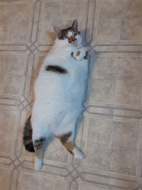 Worth the Wait – Ginny Finds the Purr-fect Home - Nova Scotia SPCA