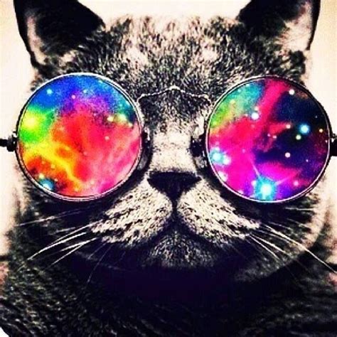 Galaxy Glasses On A Cool Cat Pets Pinterest Cat And Animal