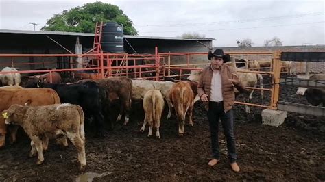 Cómo ganar kilos en ganado recién llegado al corral YouTube