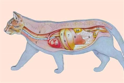 Anatomie Der Katze Katzen Forum Bergkatzen