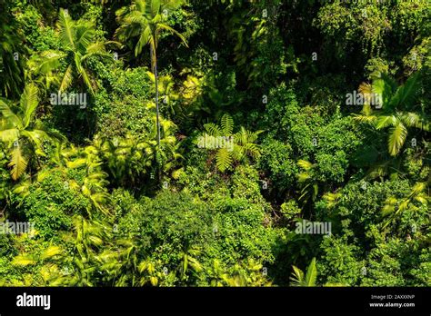 Australian Rainforest Hi Res Stock Photography And Images Alamy