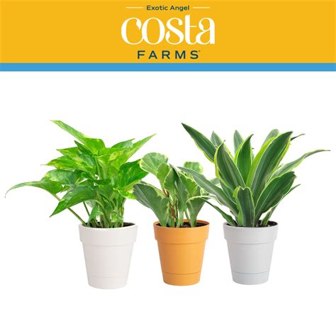 Costa Farms Exotic Angel Plants Live Indoor 8in Tall Green Assorted Foliage Bright Indirect