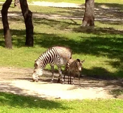 Baby Zebra At Kidani Village Disney Animals Disney Animal Kingdom