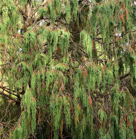 12 Species Of Juniper Trees And Shrubs