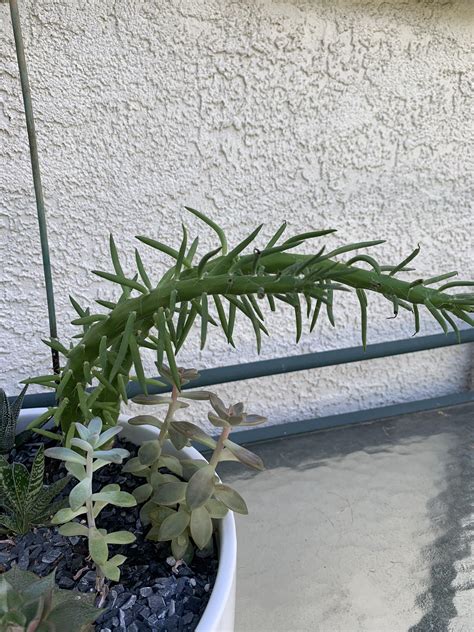 Droopy Cactus ☹️ Info Below Rplantclinic