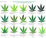 Marijuana Leaf Diagnosis Pictures