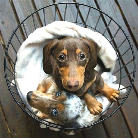 Oh Sweeties What A Gorgeous Little Pair ️ Dachshund Dog Dachshund