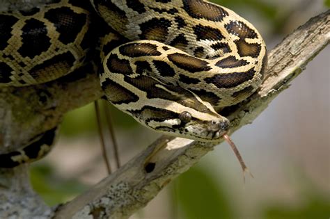 14 Invasive Species Burmese Python Python Bivittatus And Its Effect