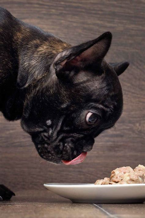 55 Best Snack For French Bulldog Image Bleumoonproductions