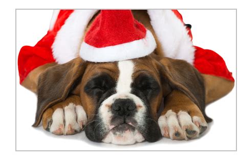 Hulu has a show called puppies crash christmas. it's the best show ever, and you need to watch it now. American Boxer Club: Christmas Puppy -- Why It's a Bad Idea
