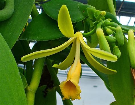 Vanilla Planifolia Care And Culture Travaldos Blog