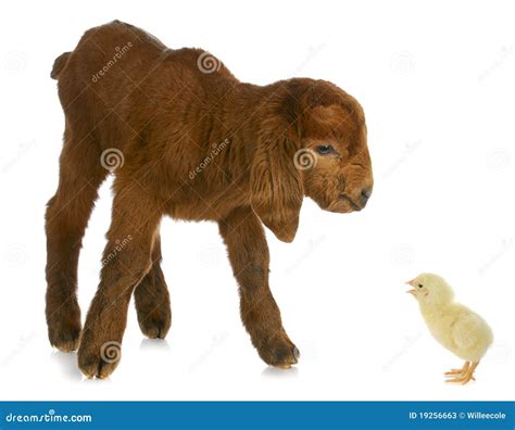Newborn Farm Animals Stock Image Image Of Baby Doeling 19256663