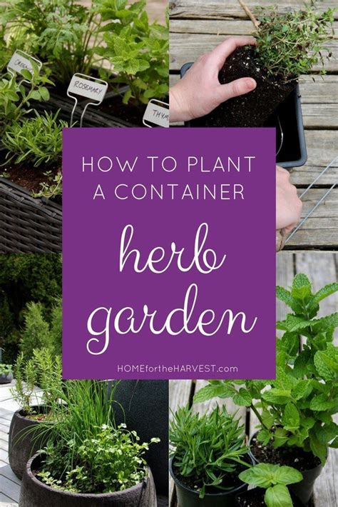 How To Plant An Organic Container Herb Garden Container Herb Garden