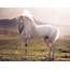 Horse White Stallion Wallpapers HD / Desktop And Mobile Backgrounds